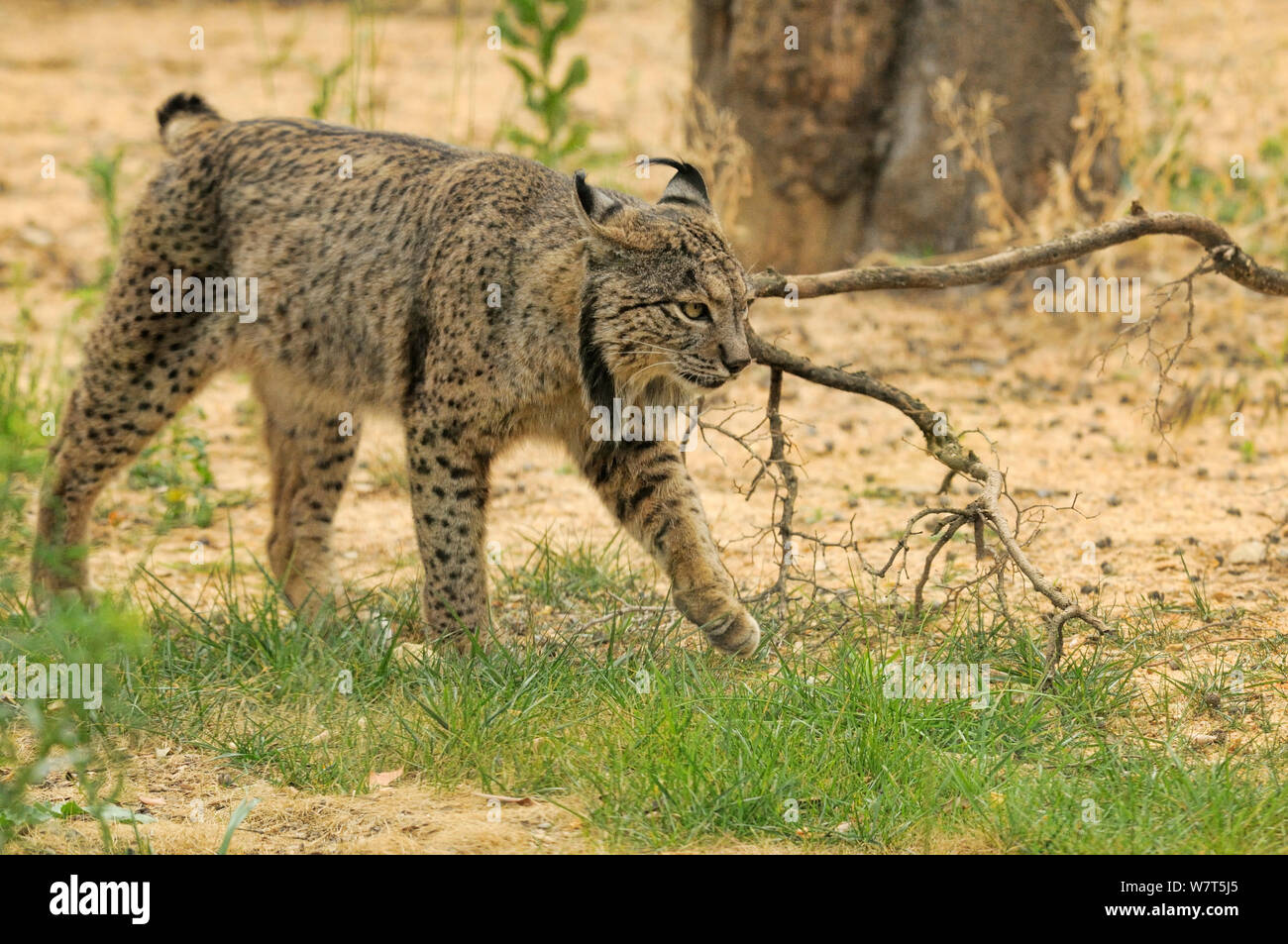 Le Lynx ibérique (Lynx pardinus) mâle en captivité à partir de la Sierra de Andujar, Espagne. Andalousie, Espagne, mai. Banque D'Images