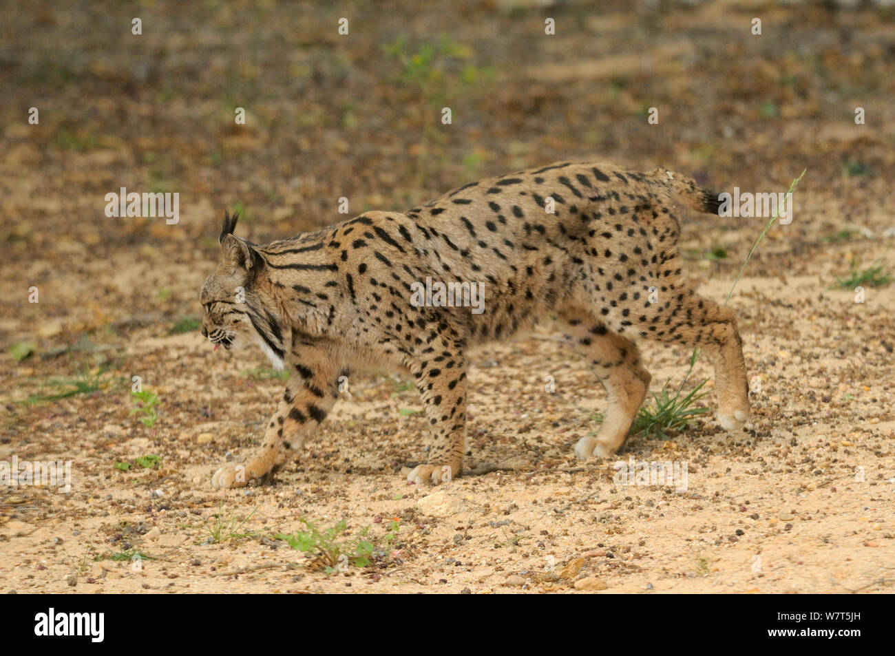 Le Lynx ibérique (Lynx pardinus) féminin, captive de Coto de Doñana, en Espagne. Andalousie, Espagne, mai. Banque D'Images