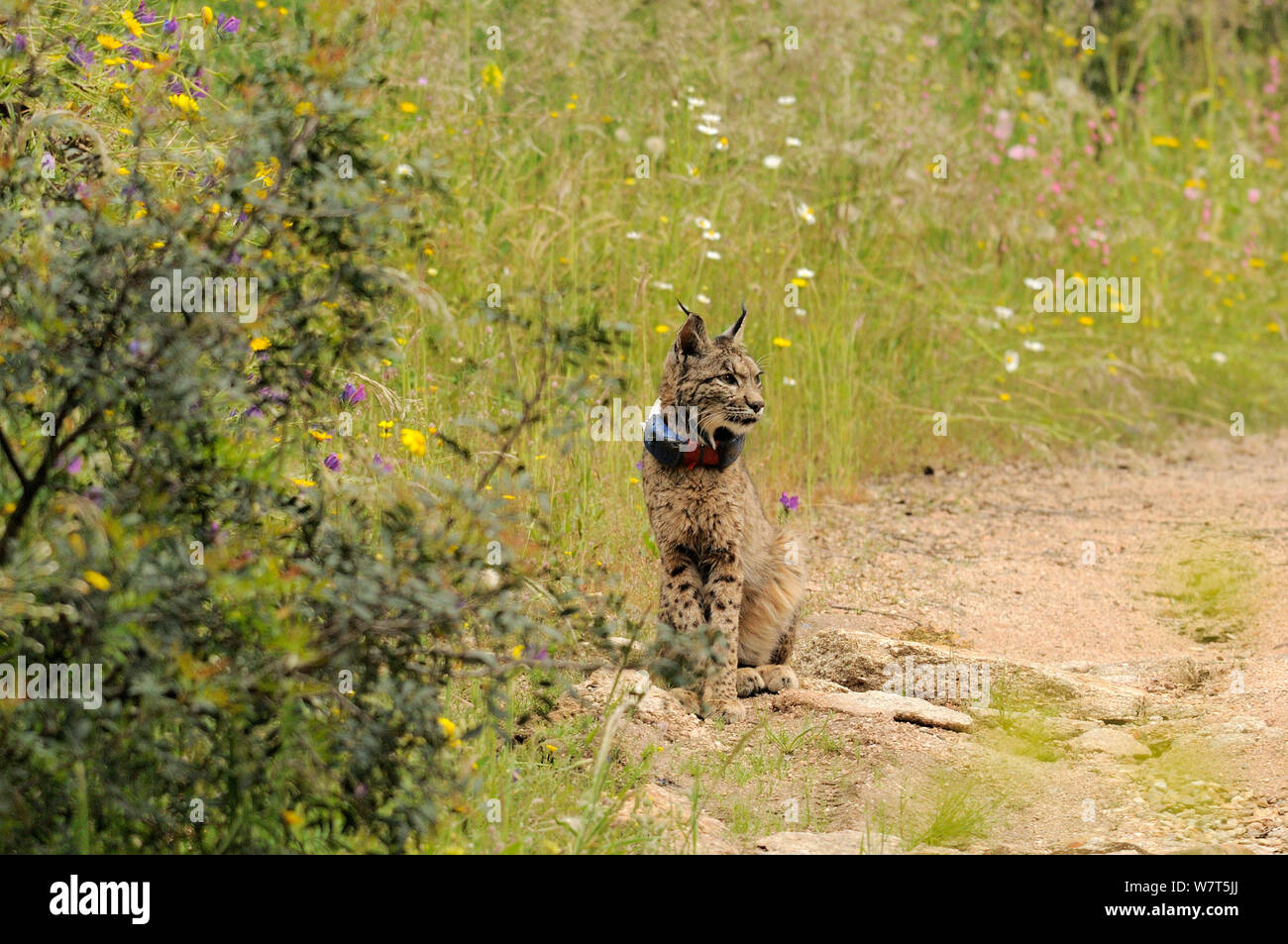 Le Lynx ibérique (Lynx pardinus), femelle à l'état sauvage avec collier émetteur, Sierra de Andujar, Andalousie, Espagne, mai. Banque D'Images