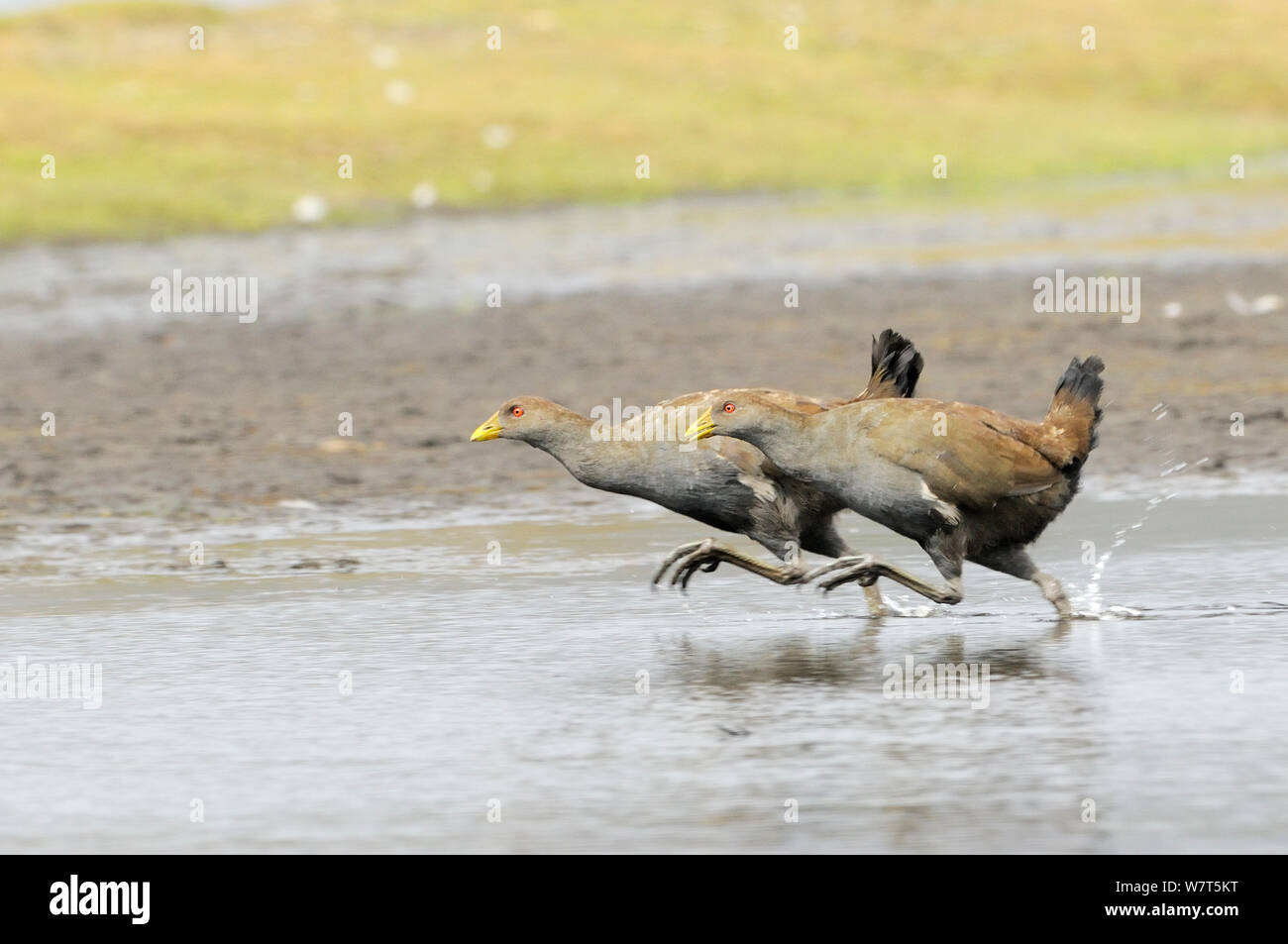 Originaire de Tasmanie Hen (Gallinula mortierii) adultes tournant,Tasmanie, Australie. Endémique à la Tasmanie. Banque D'Images