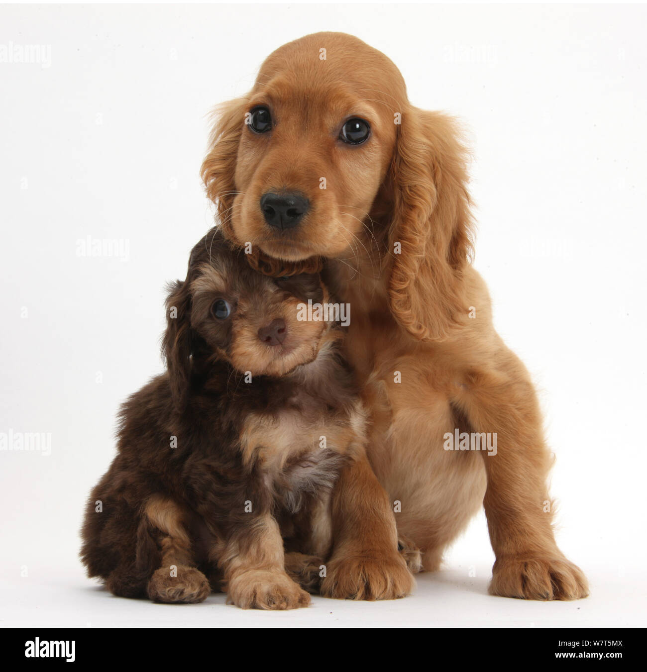 Chiot Cocker Spaniel Banque D Image Et Photos Alamy