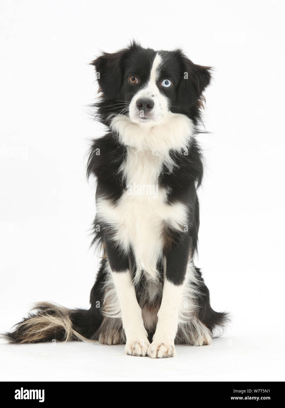 Le noir et blanc American Miniature Shepherd Dog 'Mac', 19 mois, assis. Banque D'Images