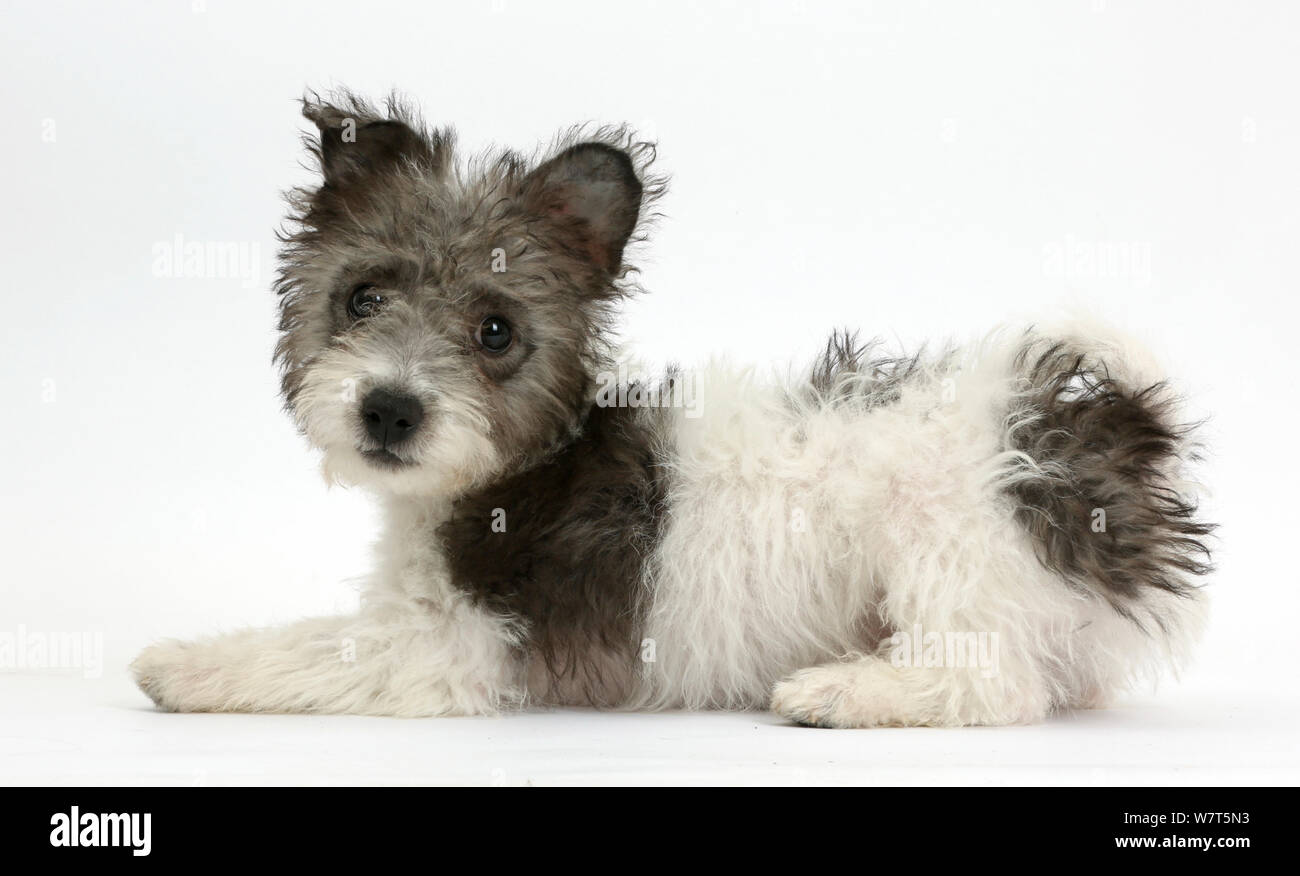 X Jack Russell chiot Westie, Mojo, 12 semaines. Banque D'Images