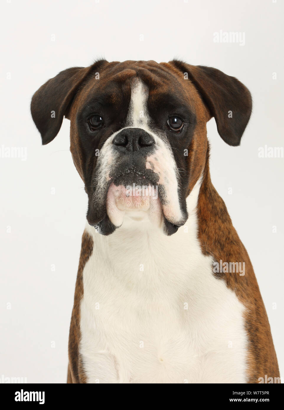 Portrait de Boxer. Banque D'Images