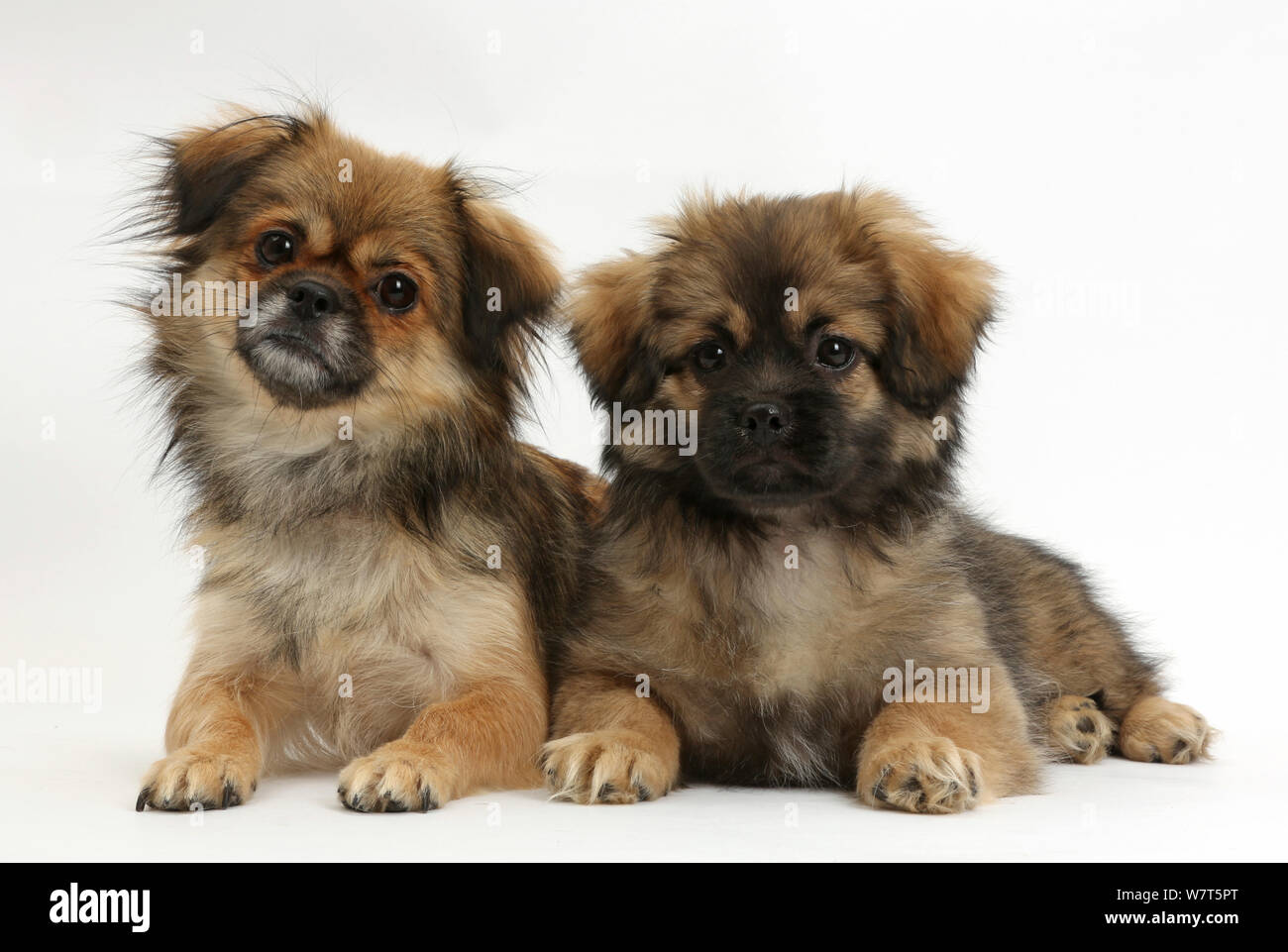 Tibetan Spaniel chien et chiot, Bair, 13 semaines. Banque D'Images