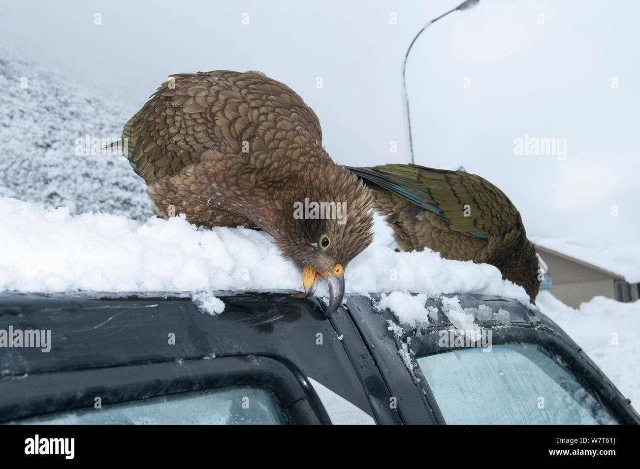 Keas (Nestor notabilis) endommager véhicule, Arthur&# 39;s Pass Parc National, Alpes du Sud, Nouvelle-Zélande, août. Banque D'Images