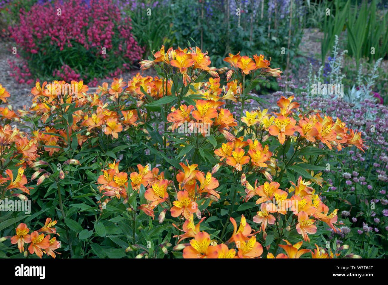 L'Alstroemeria 'Golden Delight' / lis péruviens, en fleurs dans le jardin, UK, juillet. Banque D'Images