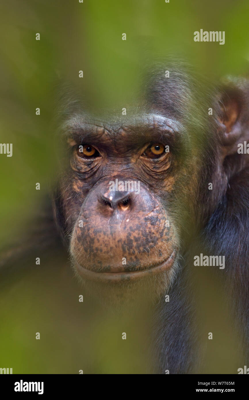 Chimpanzé (Pan troglodytes) portrait, captive, quitte a ajouté numériquement. Banque D'Images