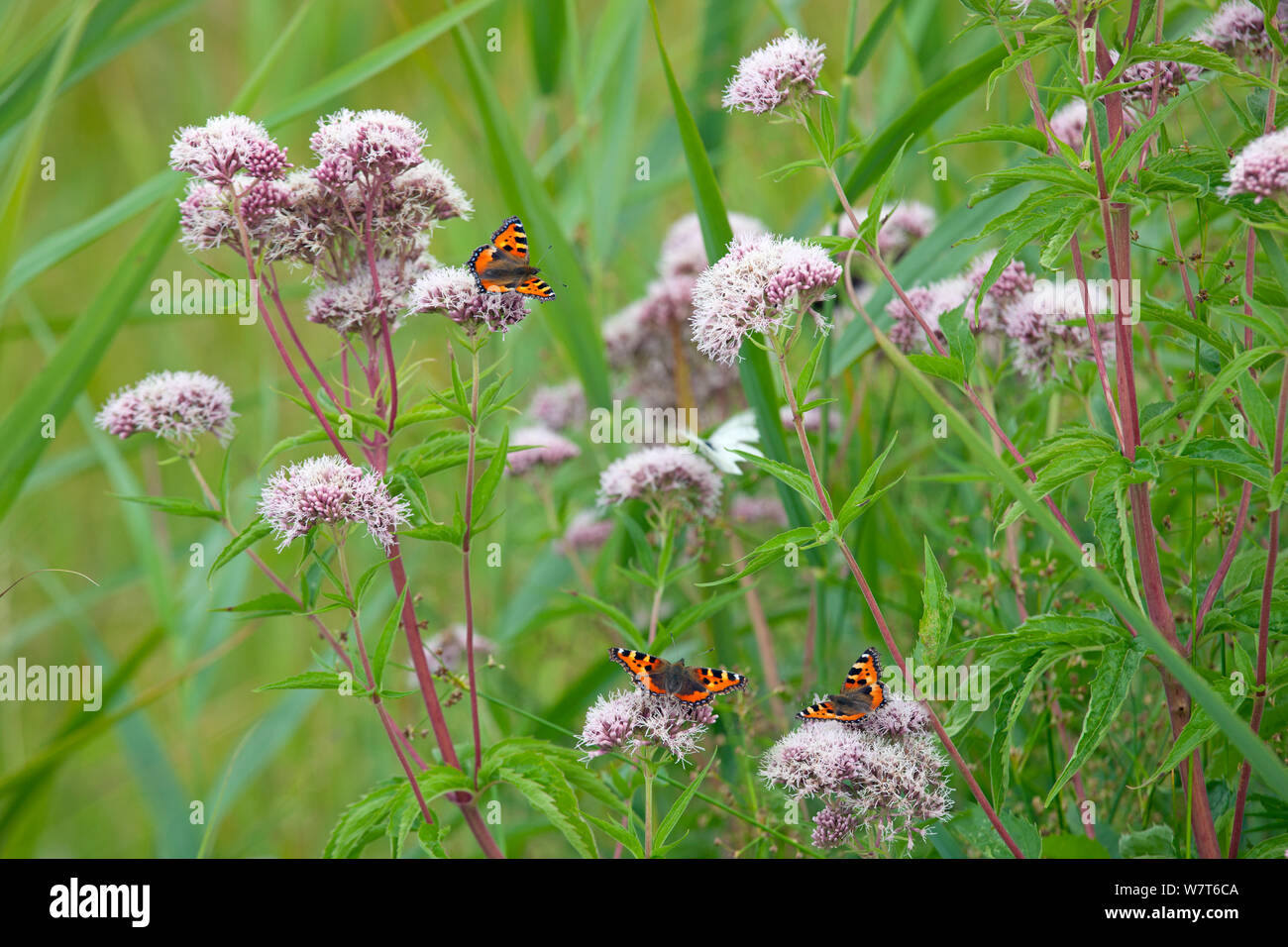 Les petites écailles de papillons (Aglais urticae) se nourrissant sur le chanvre Eupatorium cannabinum) aigremoine (Angleterre, Royaume-Uni, août. Banque D'Images