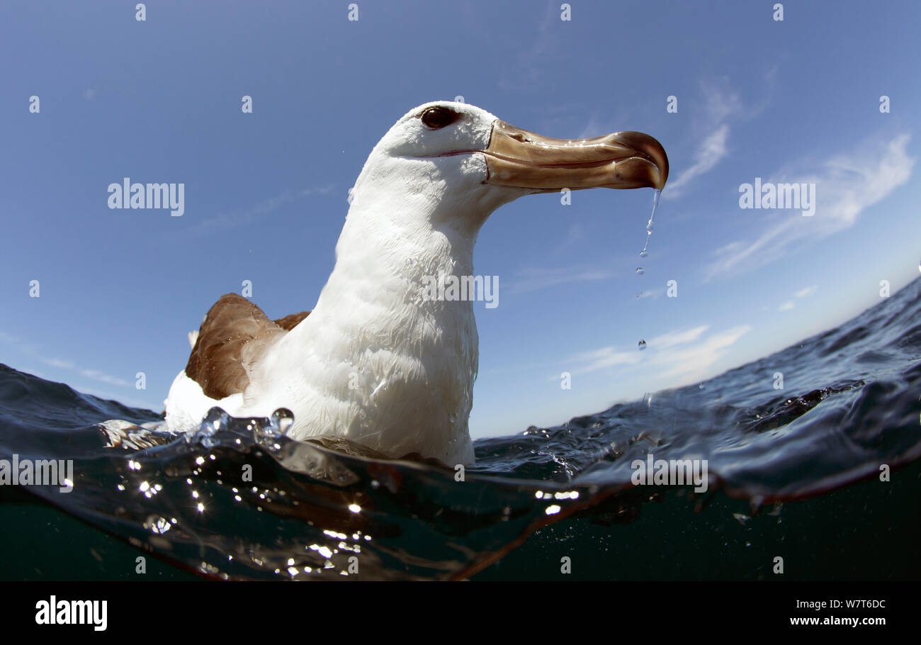 Albatros timide (Thalassarche cauta), Le Cap, Afrique du Sud, décembre. Banque D'Images