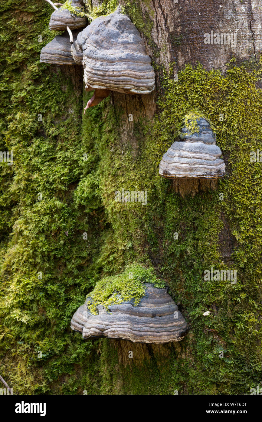 Le sabot ou l'Amadou (champignon Fomes fomentarius) croissant sur bois mort stump, île de Mull, Hébrides intérieures, Écosse, Royaume-Uni, mai. Banque D'Images