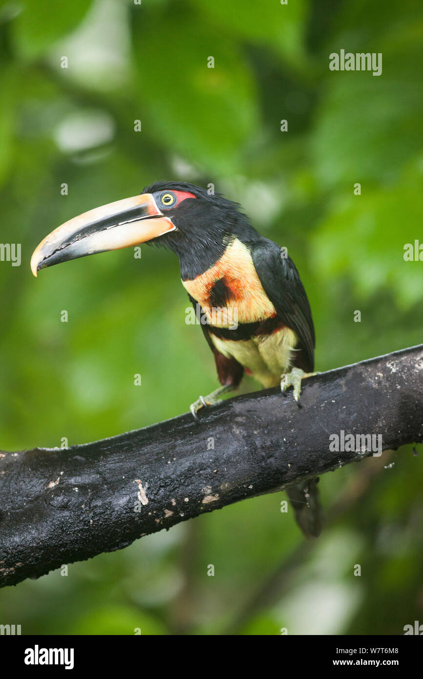 Pale-mandibled Aracari (Pteroglossus erythropygius) perché, Mirador Rio Blanco, Equateur Banque D'Images