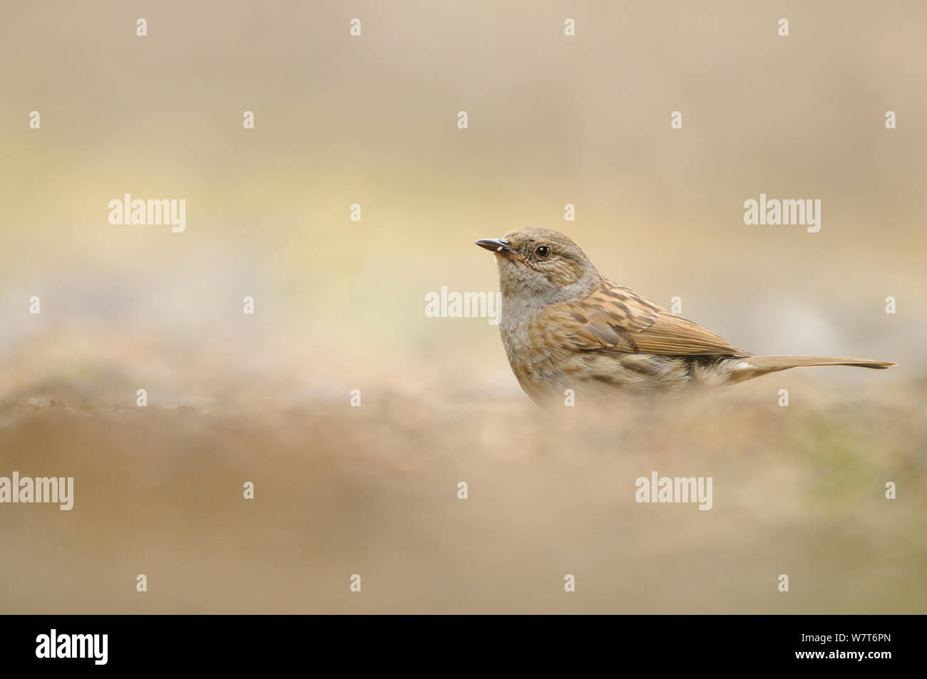 Moineau domestique (Passer domesticus) se nourrissant dans un champ arable. Le Perthshire, Écosse, juin. Banque D'Images