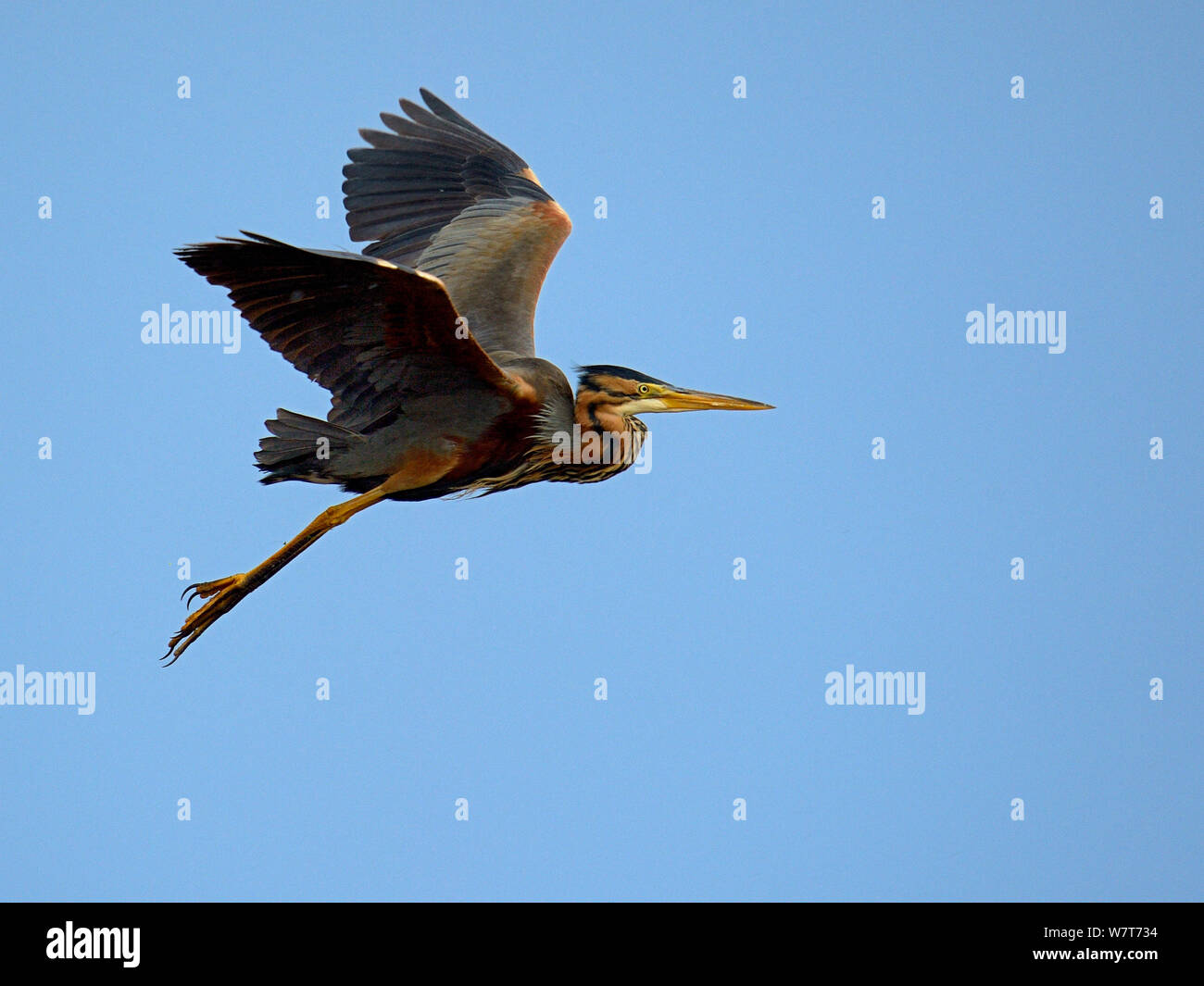 Héron pourpré (Ardea purpurea) en vol, Parc naturel régional de la Brenne, Indre-et-Loir, France, juin. Banque D'Images