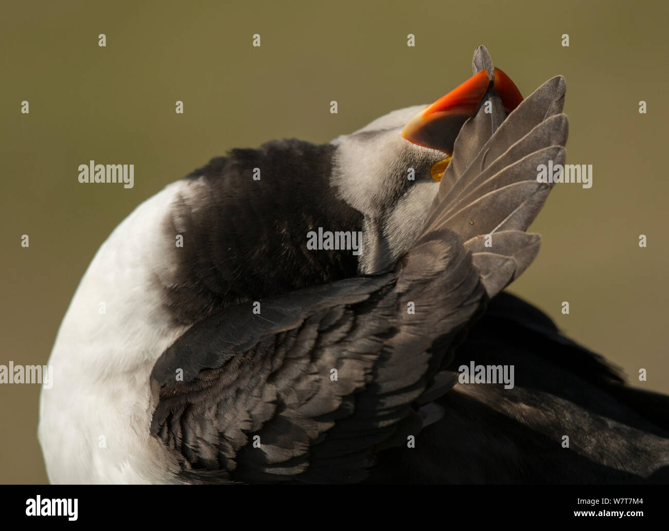 Macareux moine (Fratercula arctica) plumes de toilettage, Fair Isle, Écosse, Angleterre, Royaume-Uni, juin. Banque D'Images