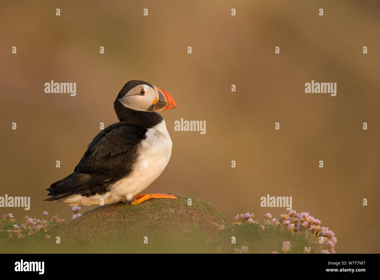 **Macareux moine (Fratercula arctica) Profil, Fair Isle, Écosse, Angleterre, Royaume-Uni, juin. Banque D'Images