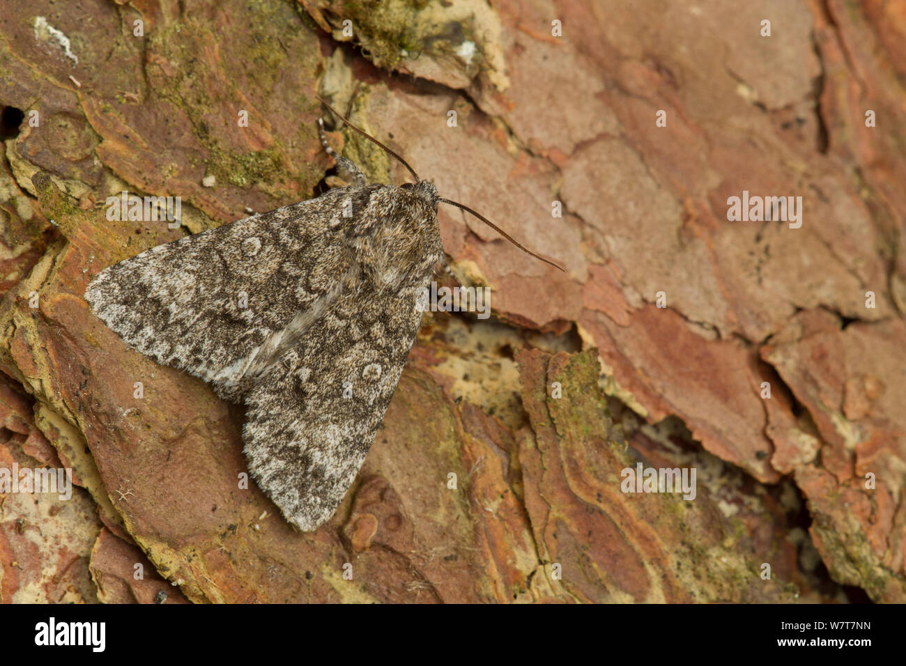 Sycamore (Acronicta aceris) Sheffield, Angleterre, Royaume-Uni, août. Banque D'Images