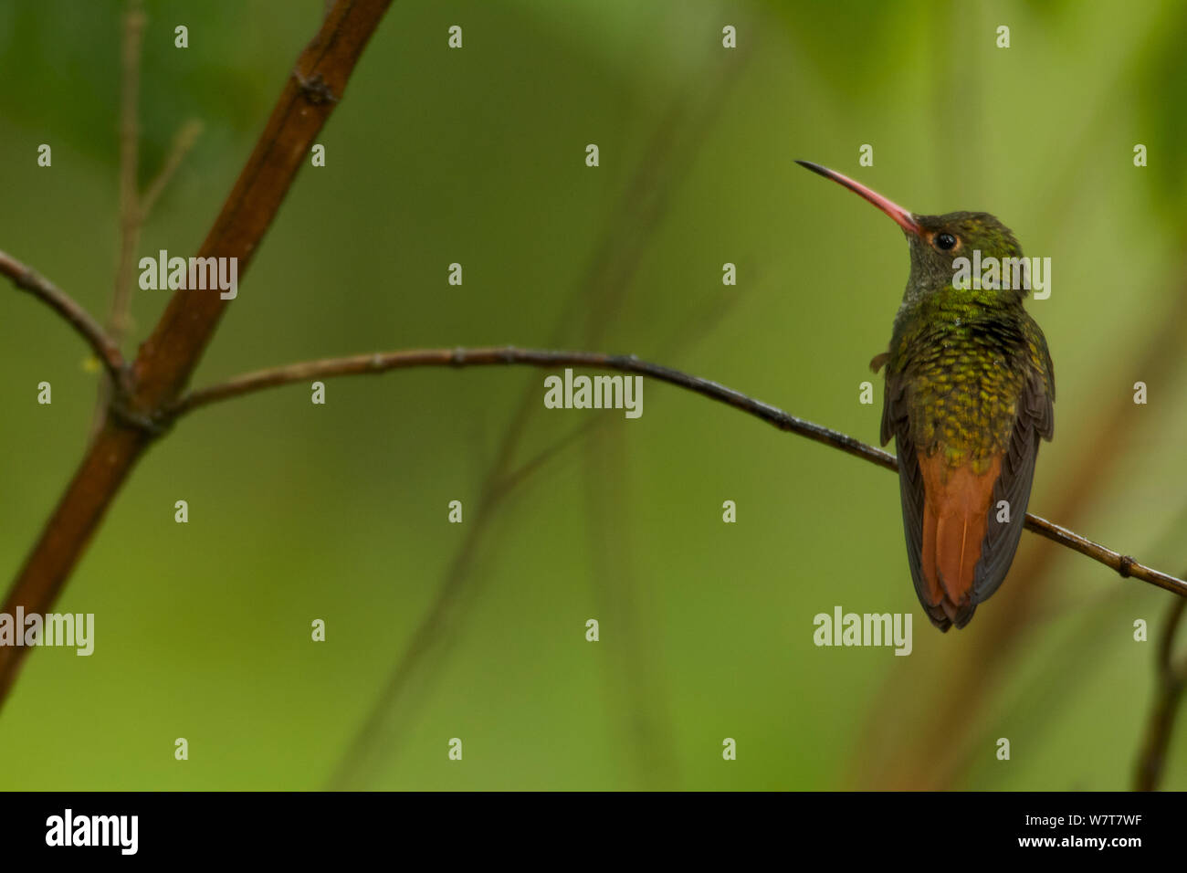 Bruant à queue (Amazilia tzacatl Hummingbird), Milpe Cloudforest, Equateur, janvier. Banque D'Images