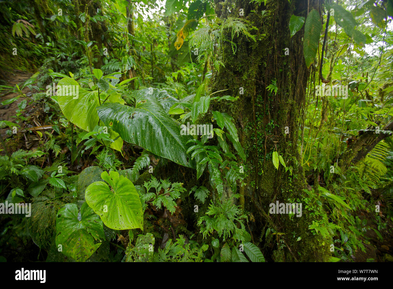 Vues de l'intérieur de la forêt de nuages, Milpe Cloudforest, Equateur, janvier. Banque D'Images