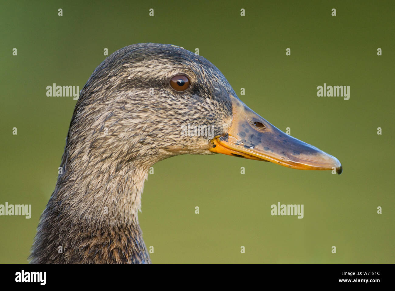 Le Canard colvert (Anas platyrhynchos) close up of female, Ecosse, juillet. Banque D'Images