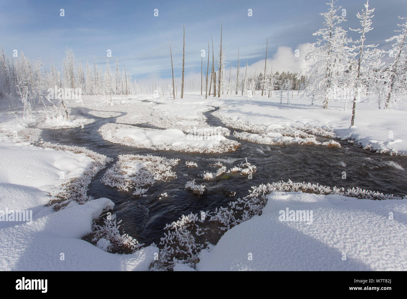 Les arbres enchevêtrés à calcifiées Creek en hiver, le Parc National de Yellowstone, Wyoming, USA, février 2013. Banque D'Images