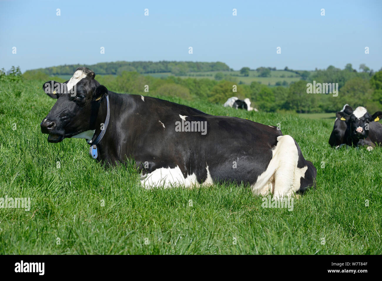 Les vaches laitières Holstein de mâcher de la CUD, Herefordshire, Angleterre, juin. Banque D'Images