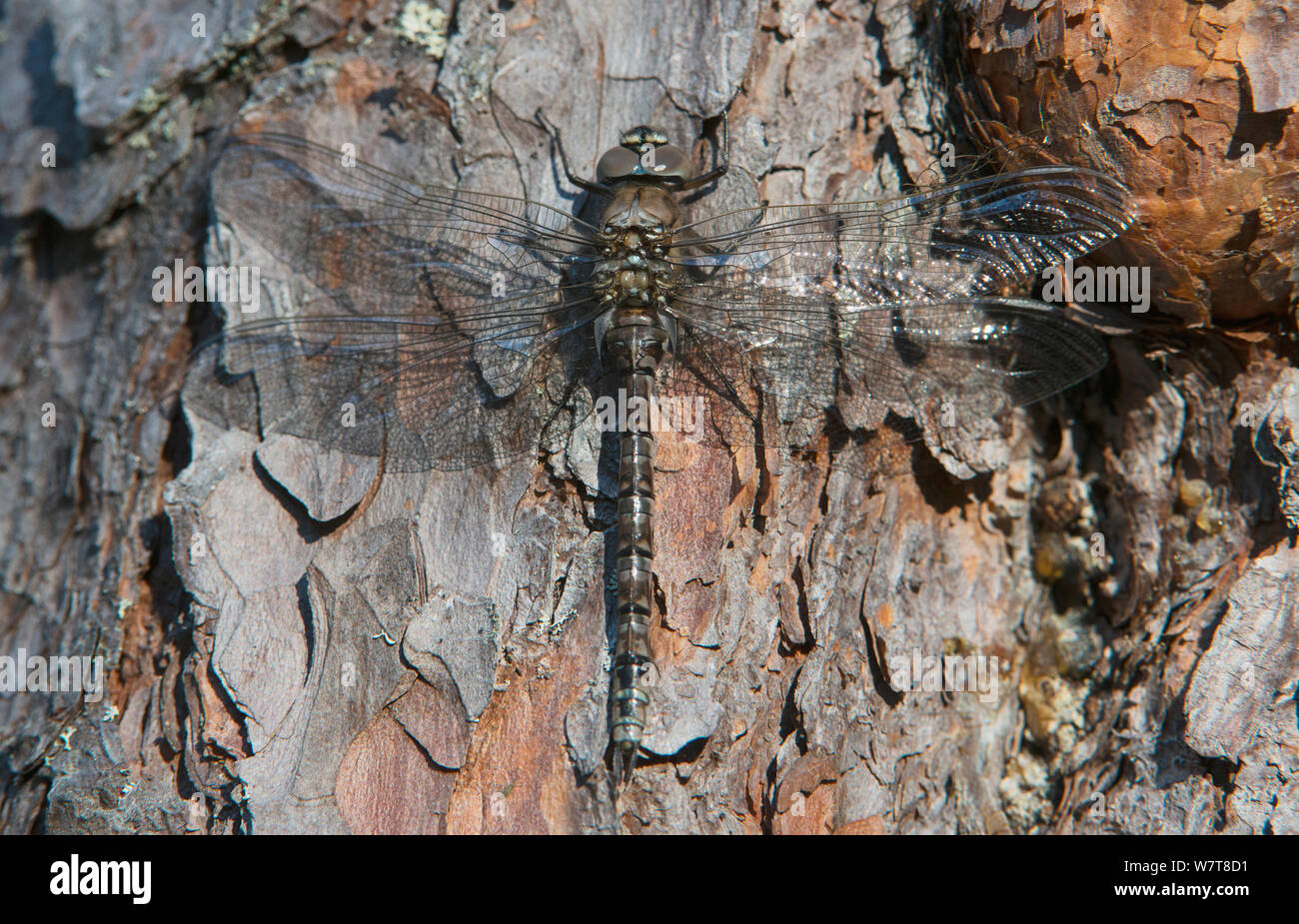 Hawker Aeshna juncea (commune) reposant sur un tronc de pin sylvestre. Laponia, Inari, Finlande, juin. Banque D'Images Hawker Aeshna juncea (commune) reposant sur un tronc de pin sylvestre. Laponia, Inari, Finlande, juin. Banque D'Images