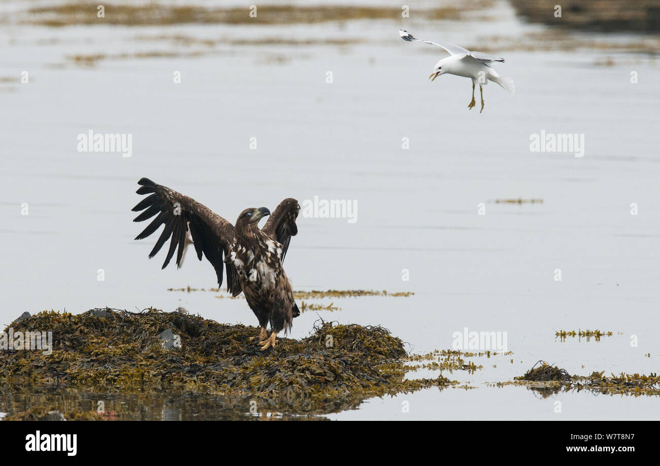 La pygargue à queue blanche (Haliaeetus albicilla) étant plongée bombardée par un Goéland cendré (Larus canus) côte de Varanger, Finmark, Norvège, juin. Banque D'Images La pygargue à queue blanche (Haliaeetus albicilla) étant plongée bombardée par un Goéland cendré (Larus canus) côte de Varanger, Finmark, Norvège, juin. Banque D'Images