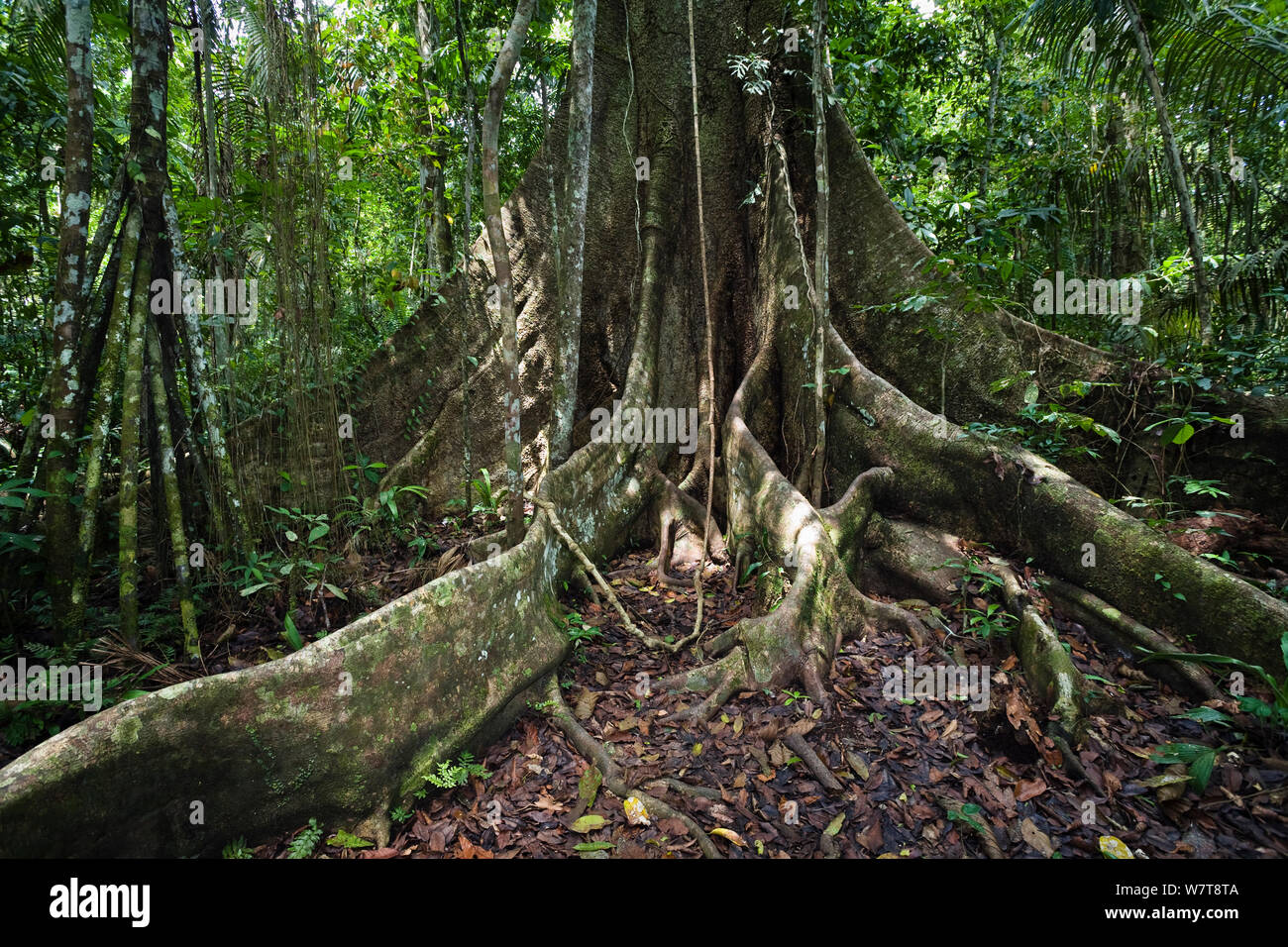 Arbre avec contrefort racines, dans la forêt tropicale à rivière Tambopata, Réserve nationale de Tambopata, au Pérou, en Amérique du Sud. Banque D'Images