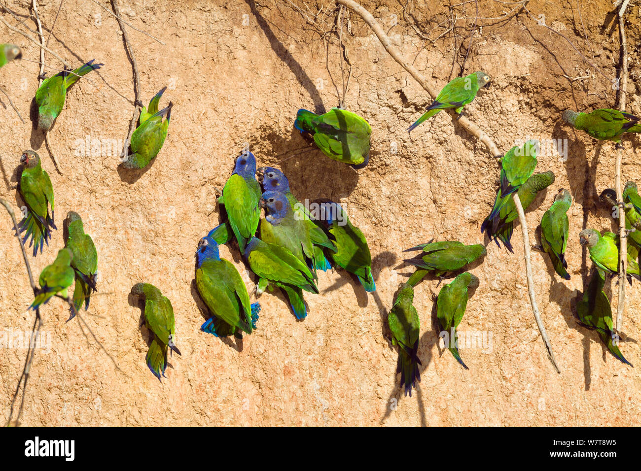 La pione à tête bleue (Pionus menstruus menstruus) et à tête sombre des perruches (Aratinga weddellii) à lécher l'argile, Réserve nationale de Tambopata, au Pérou, en Amérique du Sud. Banque D'Images