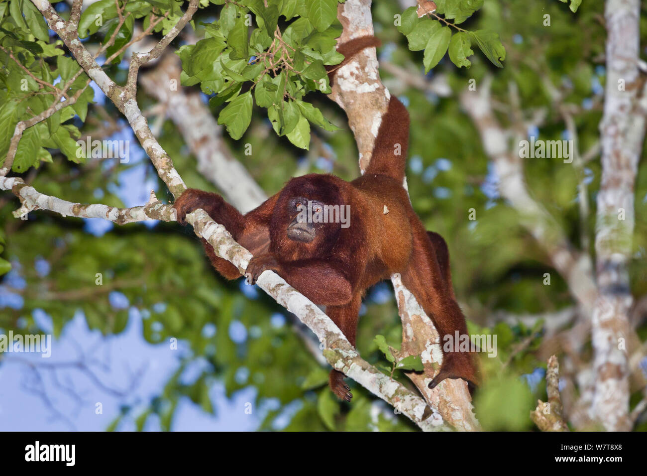 Singe hurleur (Alouatta rouge alonnatta) monter entre les branches dans la Réserve de Tambopata, forêt tropicale, le Pérou, Amérique du Sud. Banque D'Images