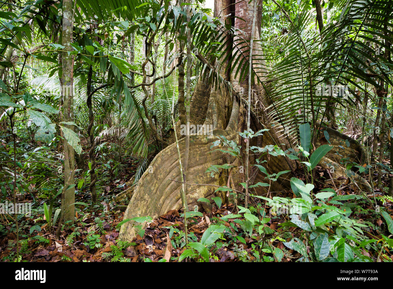 Arbre avec des racines contrefort, à rivière Tambopata, Réserve nationale de Tambopata, au Pérou, en Amérique du Sud. Banque D'Images