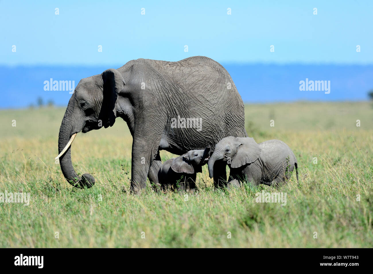 Femelle éléphant africain (Loxodonta africana) avec son jeune veau veau jouez avec un autre groupe de la même famille, Masai Mara National Reserve, Kenya, Afrique. Banque D'Images Femelle éléphant africain (Loxodonta africana) avec son jeune veau veau jouez avec un autre groupe de la même famille, Masai Mara National Reserve, Kenya, Afrique. Banque D'Images