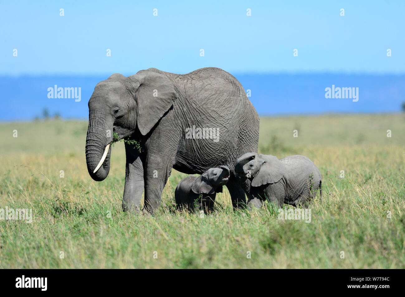 Femelle éléphant africain (Loxodonta africana) avec son jeune veau veau jouez avec un autre groupe de la même famille, Masai Mara National Reserve, Kenya, Afrique. Banque D'Images Femelle éléphant africain (Loxodonta africana) avec son jeune veau veau jouez avec un autre groupe de la même famille, Masai Mara National Reserve, Kenya, Afrique. Banque D'Images