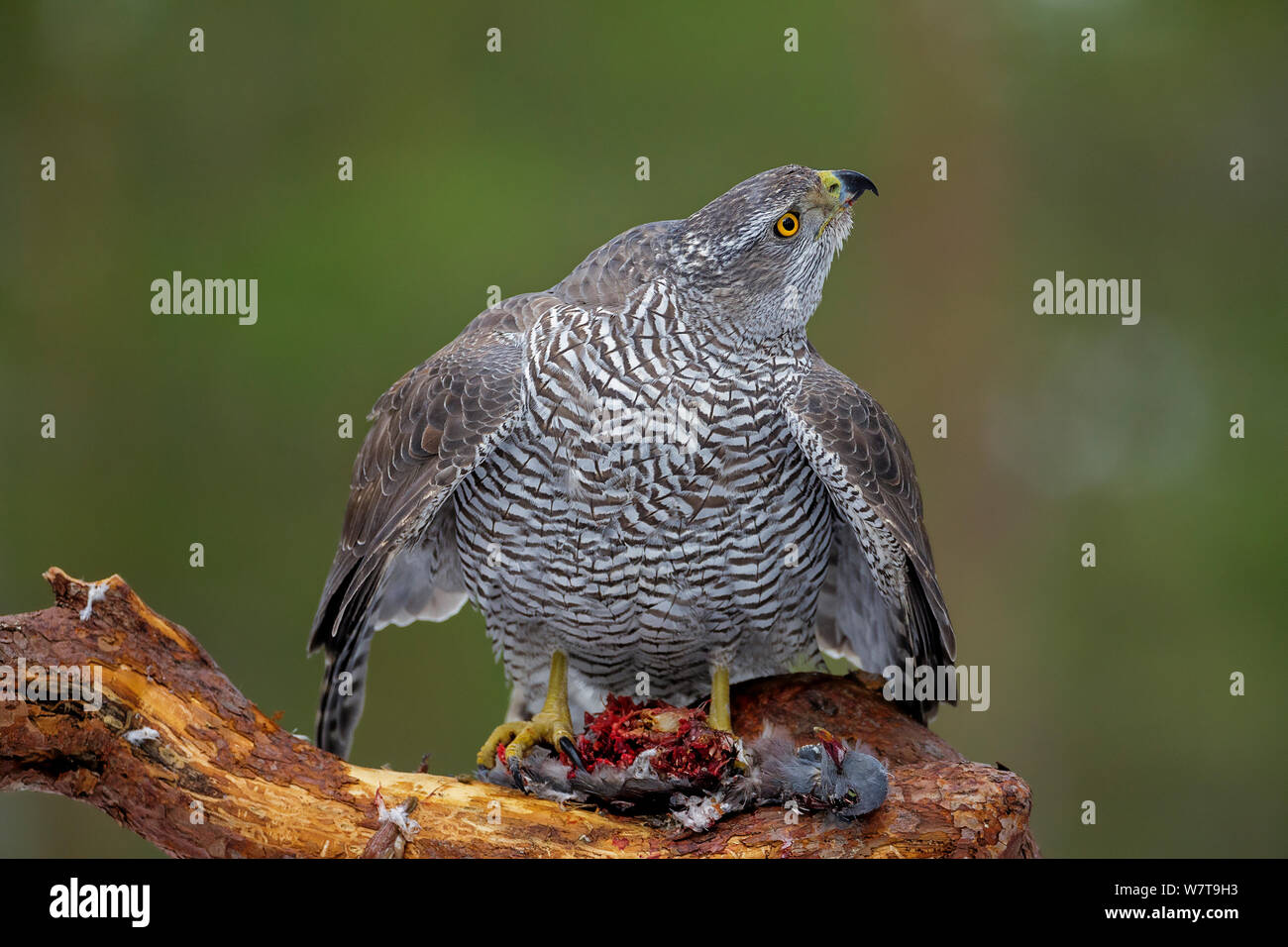 Femme autour des palombes (Accipiter gentilis) avec des proies pigeon ramier (Columba palumbus) à jusqu'à l'adoption des corneilles. Le sud de la Norvège, février. Banque D'Images