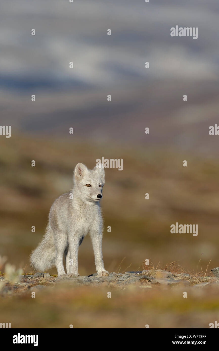 Le renard arctique (Alopex / Vulpes lagopus) debout dans la toundra, durant la mue d'été à fourrure gris blanc d'hiver. Le Parc National de Dovrefjell, Norvège, septembre. Banque D'Images