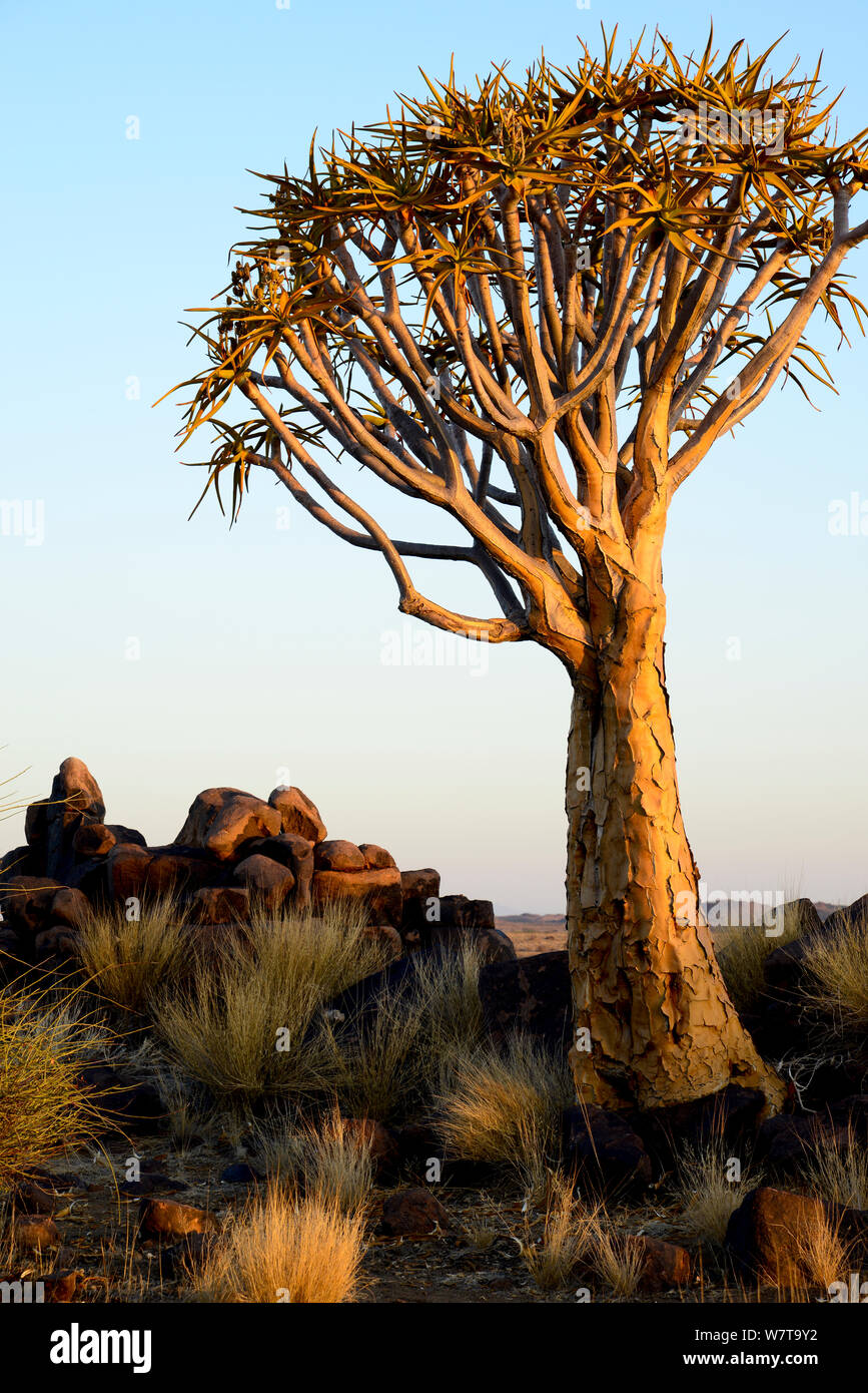 Kokerboom ou Quiver Tree (Aloe dichotoma) Quiver Tree Forest, Kalahari, la Namibie. Banque D'Images