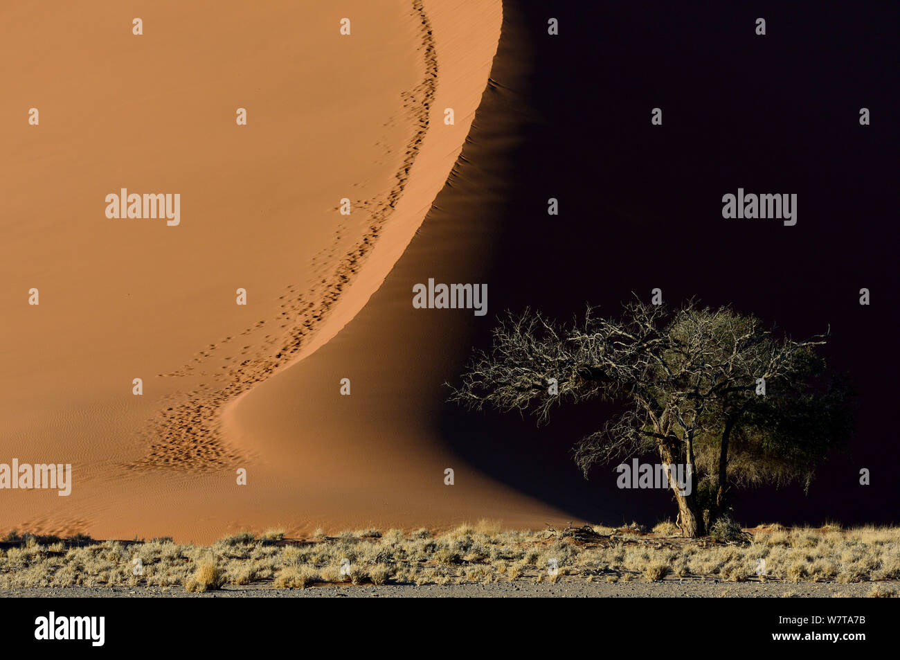 Les modèles de Ombres et lumière sur les dunes de sable, Sossusvlei, Namib-Naukluft National Park, Namibie, septembre 2013. Banque D'Images