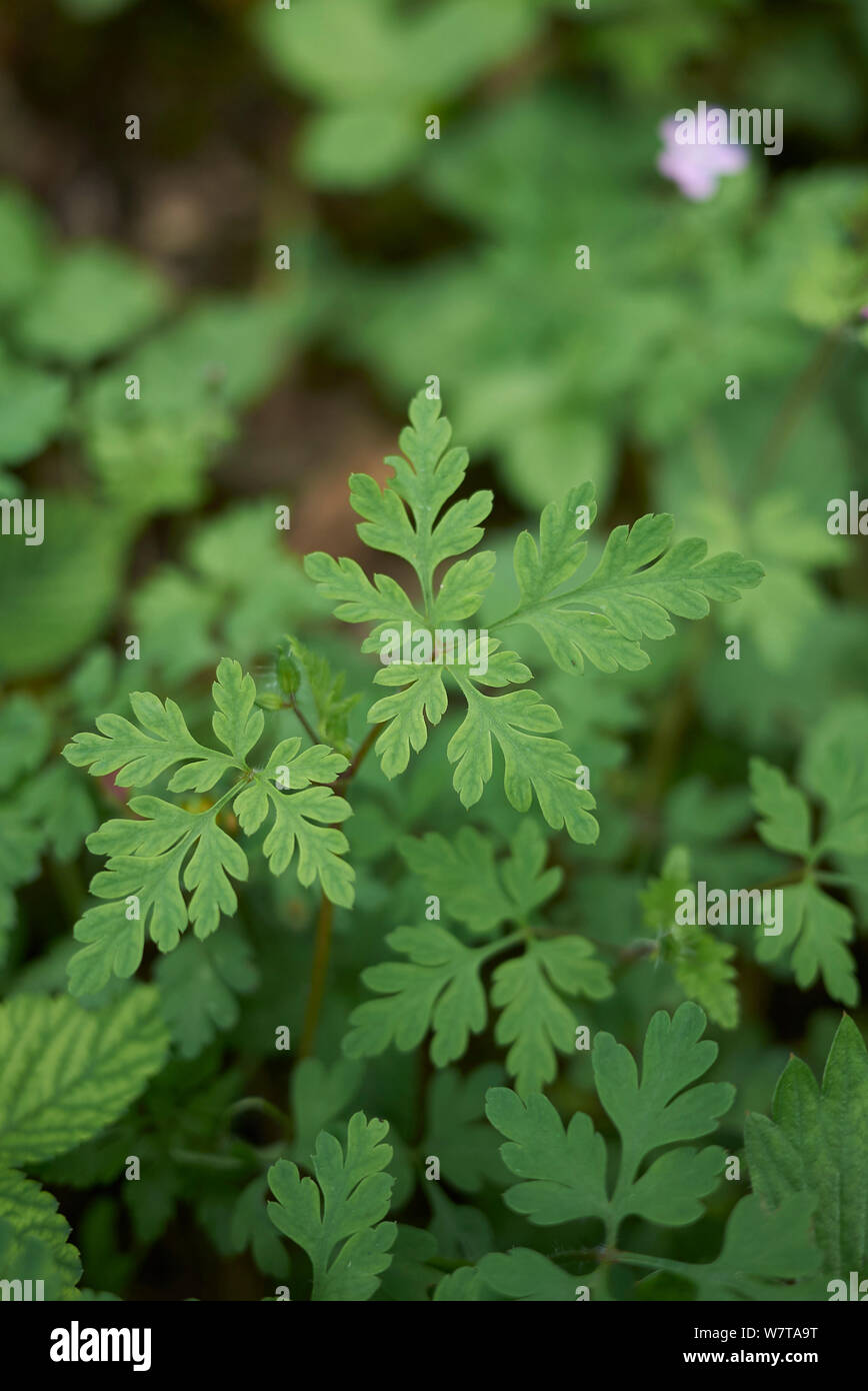 Geranium robertianum en fleur Banque D'Images