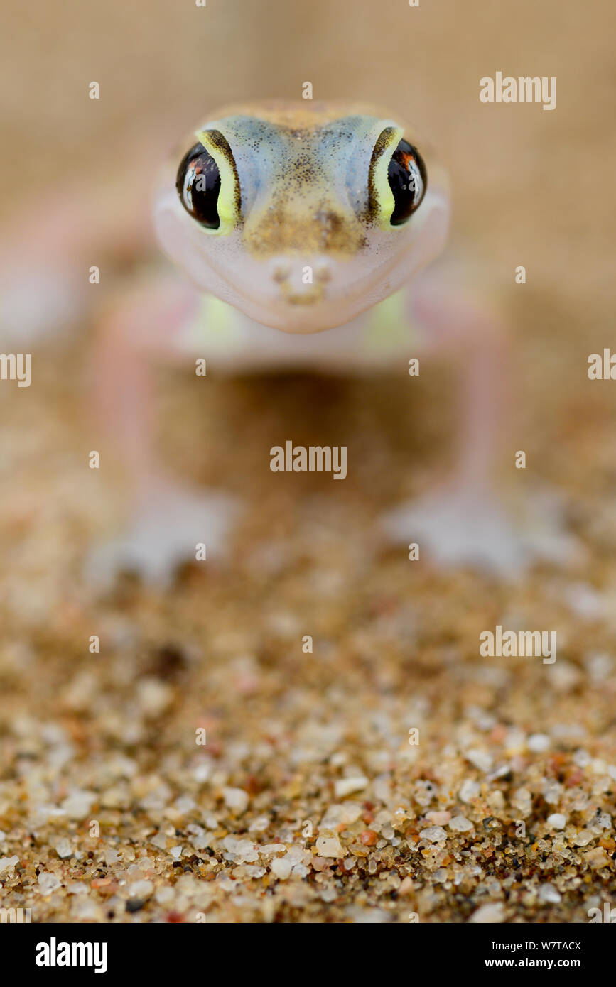 Les putois Web gecko (Pachydactylus rangei) portrait, espèces endémiques. Dorob Parc National, la Namibie. Banque D'Images