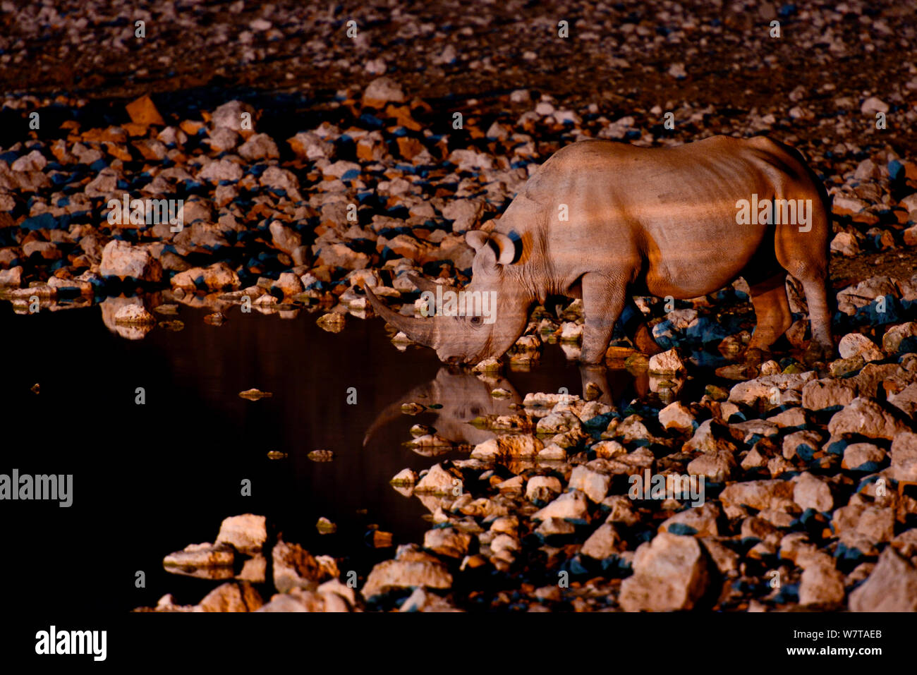 Le rhinocéros noir (Diceros bicornis) au point d'eau la nuit, prises avec caméra infra rouge, pan Okaukuejo, Etosha National Park, Namibie. Espèces en danger critique d'extinction. Banque D'Images