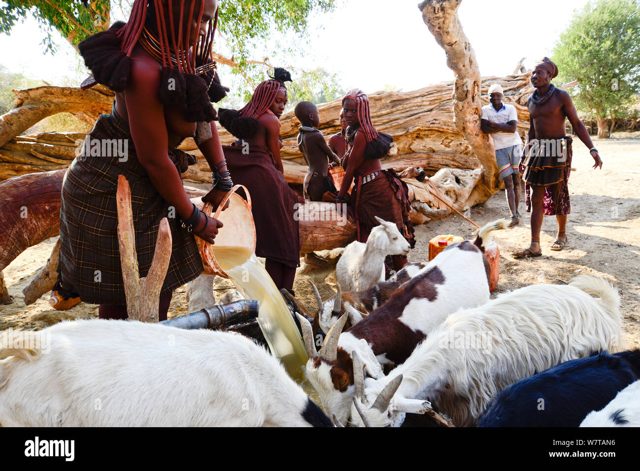 Donner de l'eau femmes Himba leurs chèvres. Kaokoland, Namibie, septembre 2013. Banque D'Images