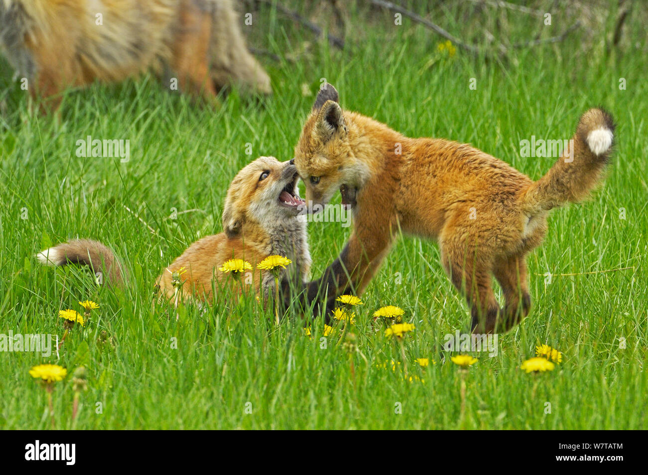 American red fox (Vulpes vulpes fulva) Oursons jouant, Grand Teton National Park, Wyoming, USA, mai. Banque D'Images