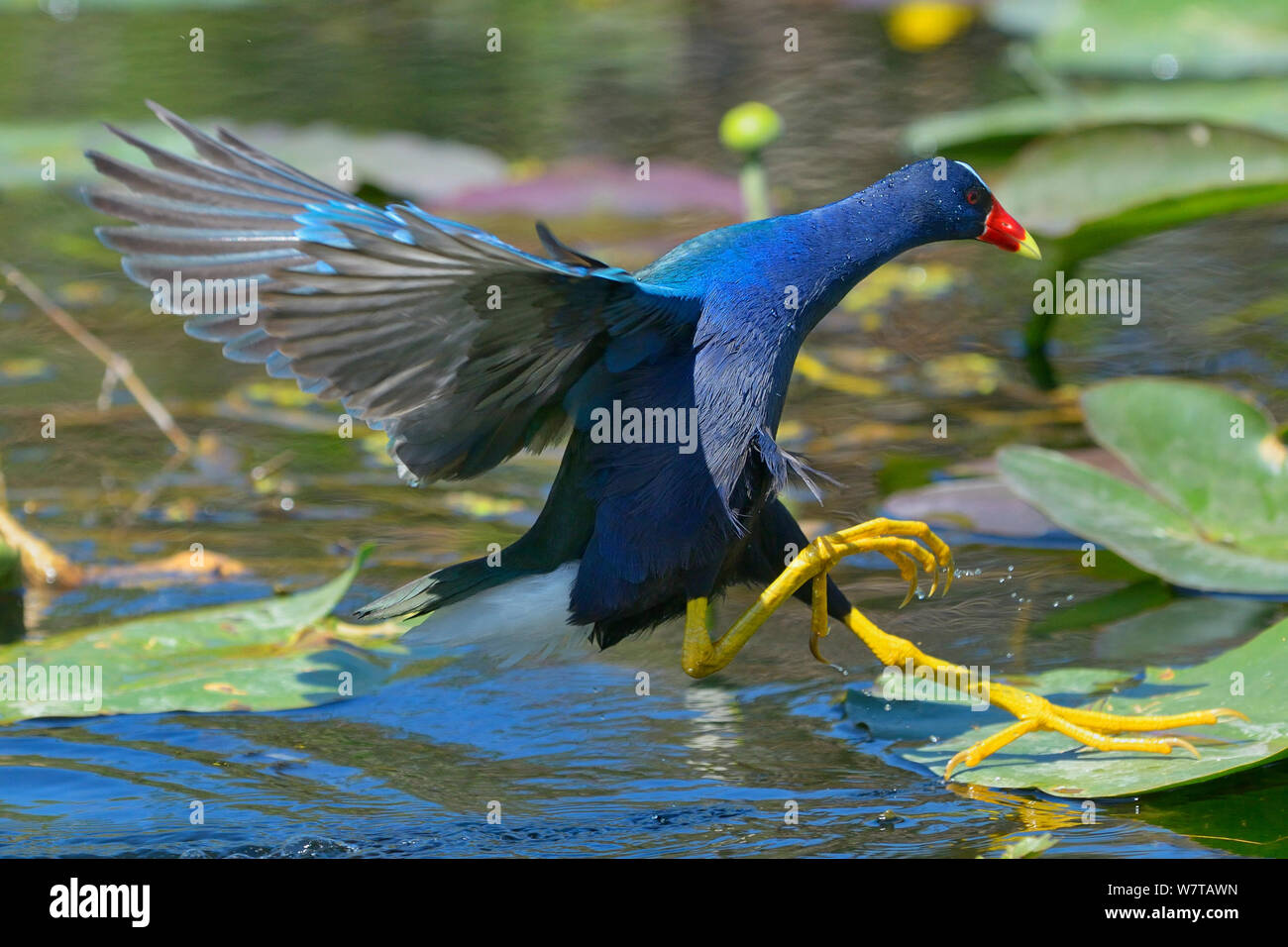 Purple Gallinule (Porphio martinica) dans la mangrove. Le Parc National des Everglades, en Floride, USA, mars. Banque D'Images