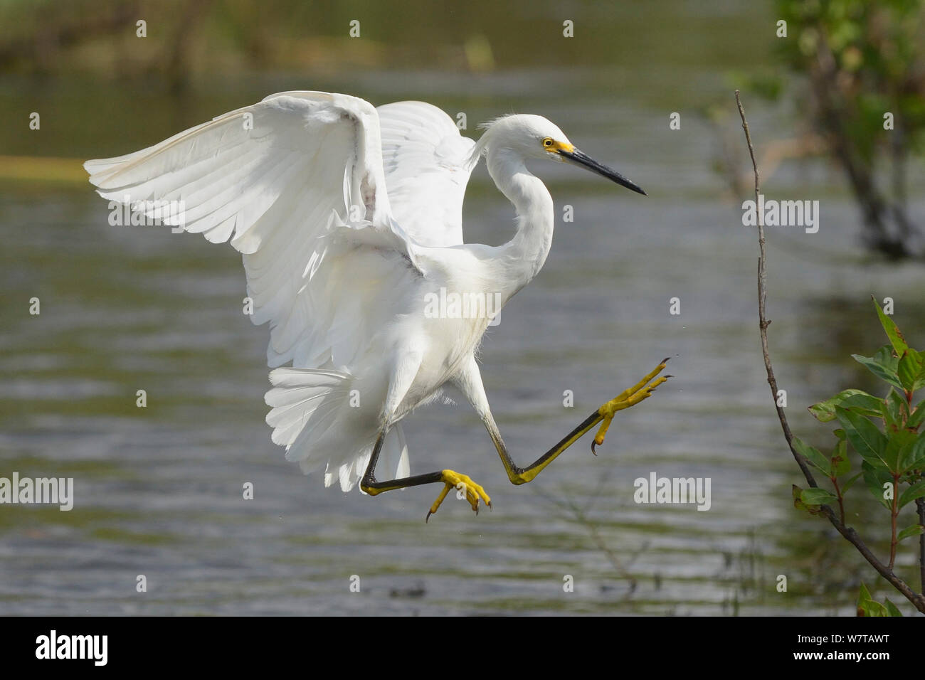 Aigrette neigeuse (Egretta thula), le Parc National des Everglades, en Floride, USA, mars. Banque D'Images