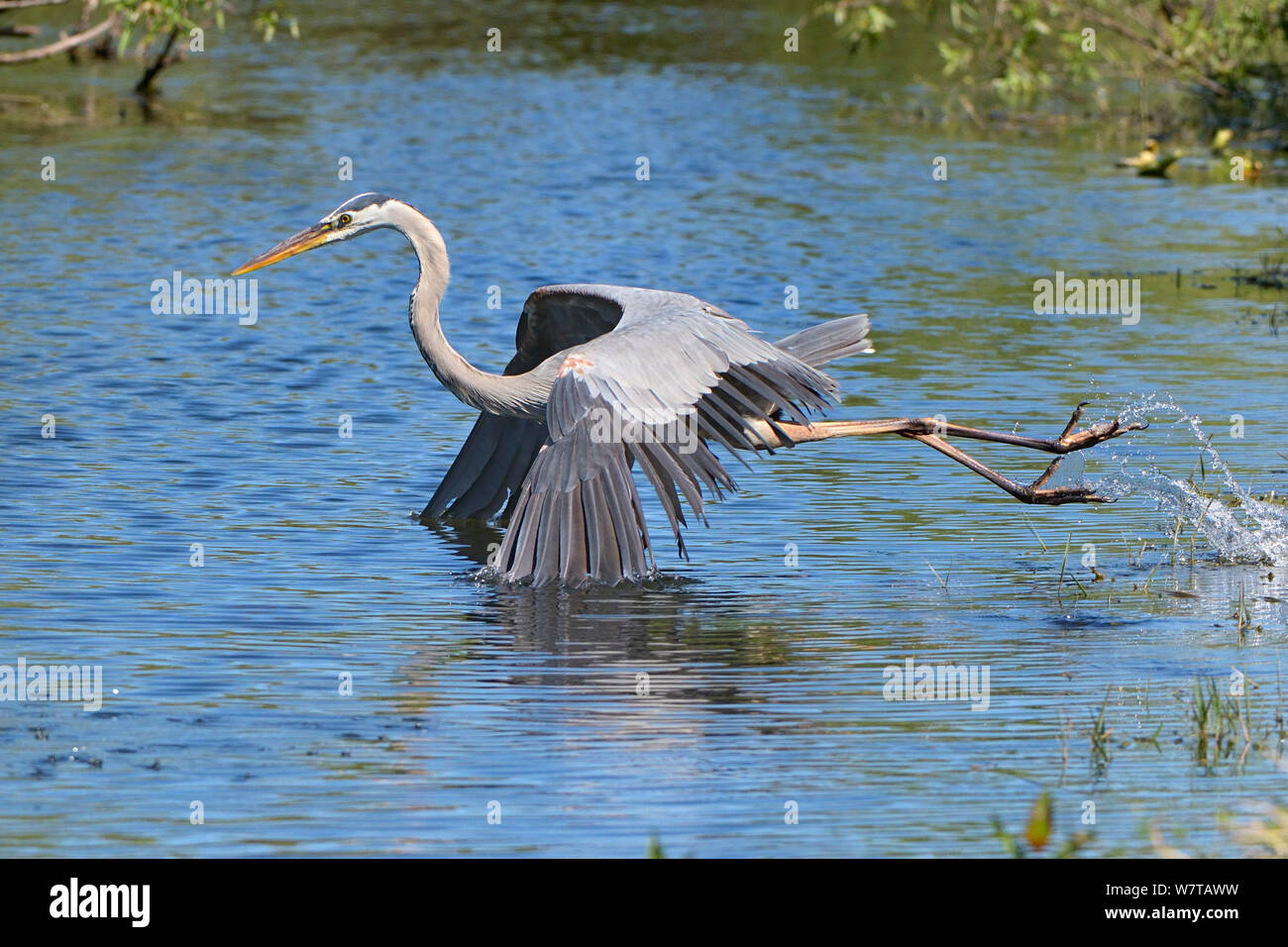Grand Héron (Ardea herodias) décoller en vol, les ailes dans l'eau, Everglades, Florida, USA, mars. Banque D'Images