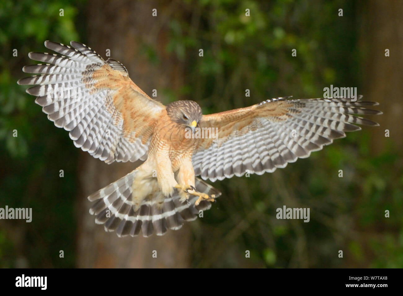 La Buse à épaulettes (Buteo lineatus) en vol Myakka River State Park, Florida, USA, mars. Banque D'Images