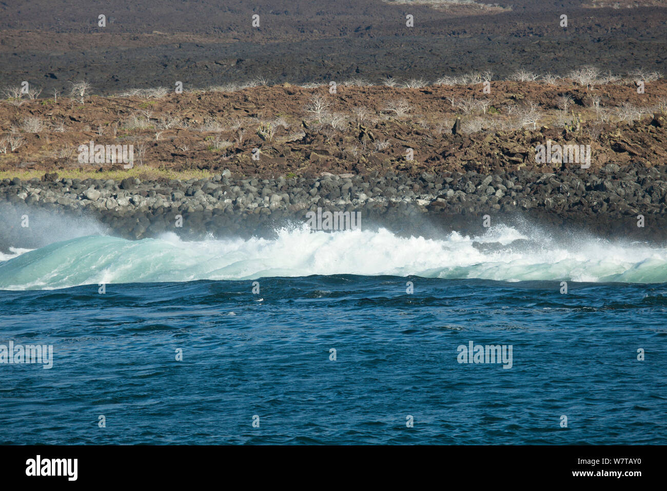 Rivage volcanique accidenté de Wolf Island, îles Galapagos. Banque D'Images
