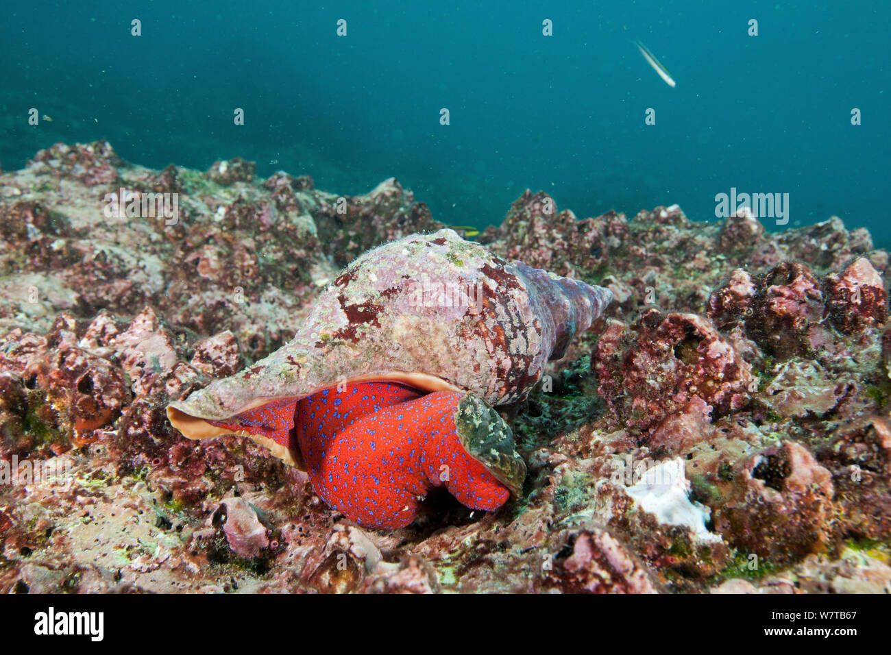Mollusque Triton (non identifiés) avec pied exposés. Îles Galapagos. Banque D'Images