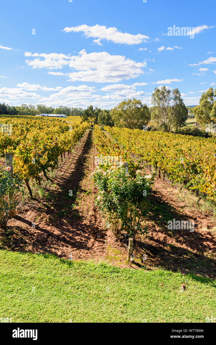 Vignes d'automne à Sittella Winery dans la Swan Valley wine region of Western Australia, Australie Banque D'Images